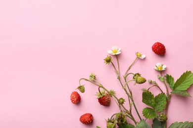 Stems with fresh and unripe wild strawberries, flowers and leaves on pink background, flat lay. Space for text