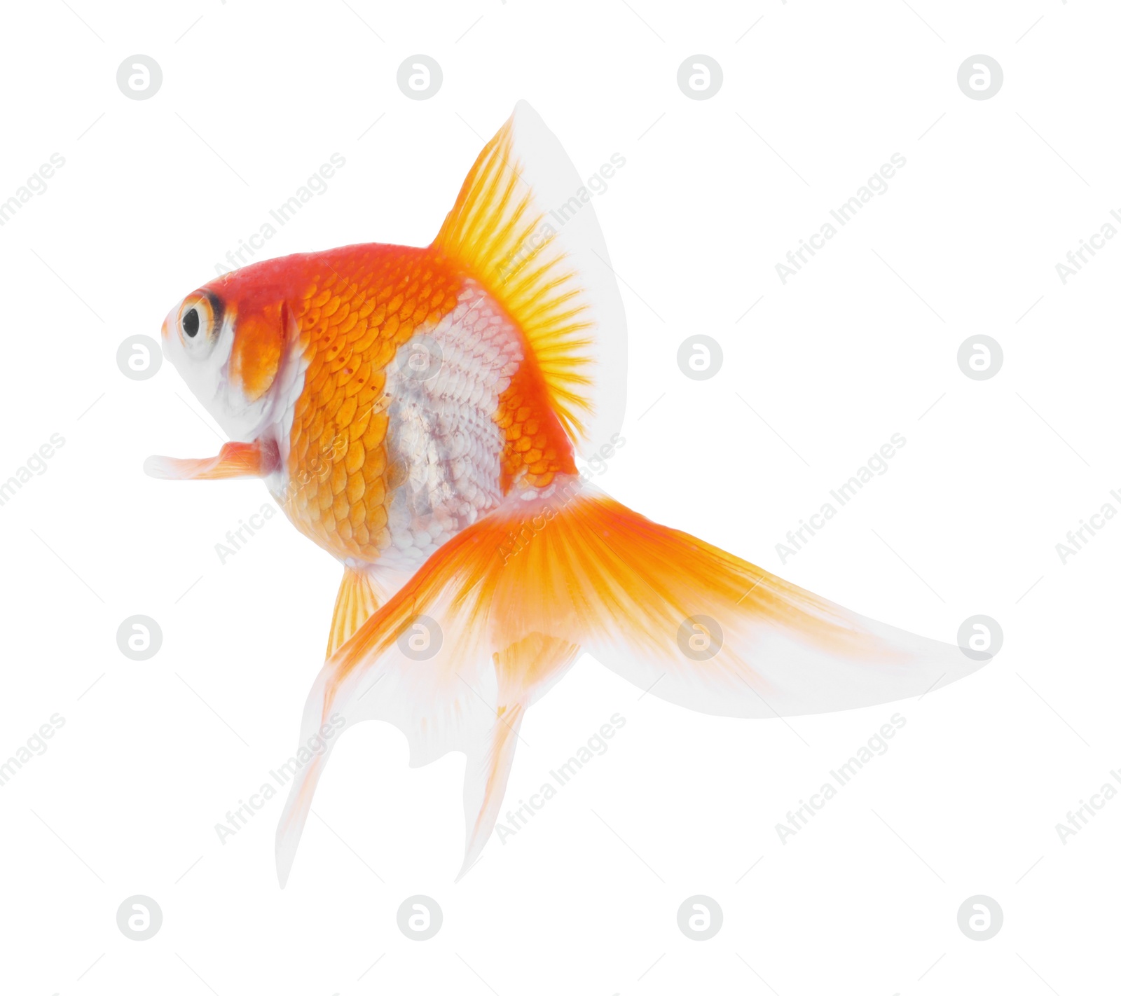 Photo of Beautiful bright small goldfish isolated on white