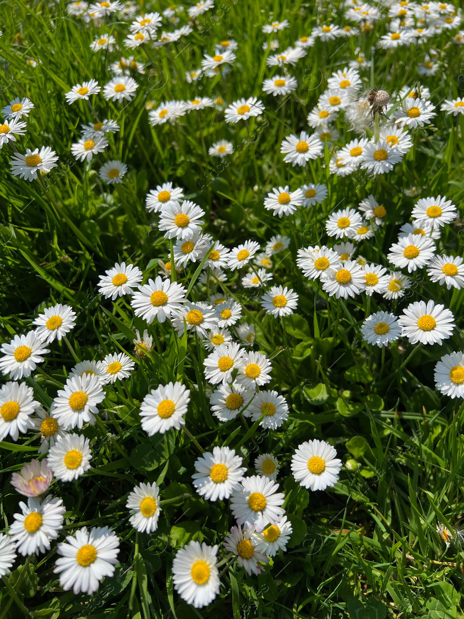 Photo of Beautiful white daisy flowers and green grass growing in meadow