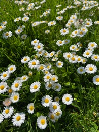 Beautiful white daisy flowers and green grass growing in meadow