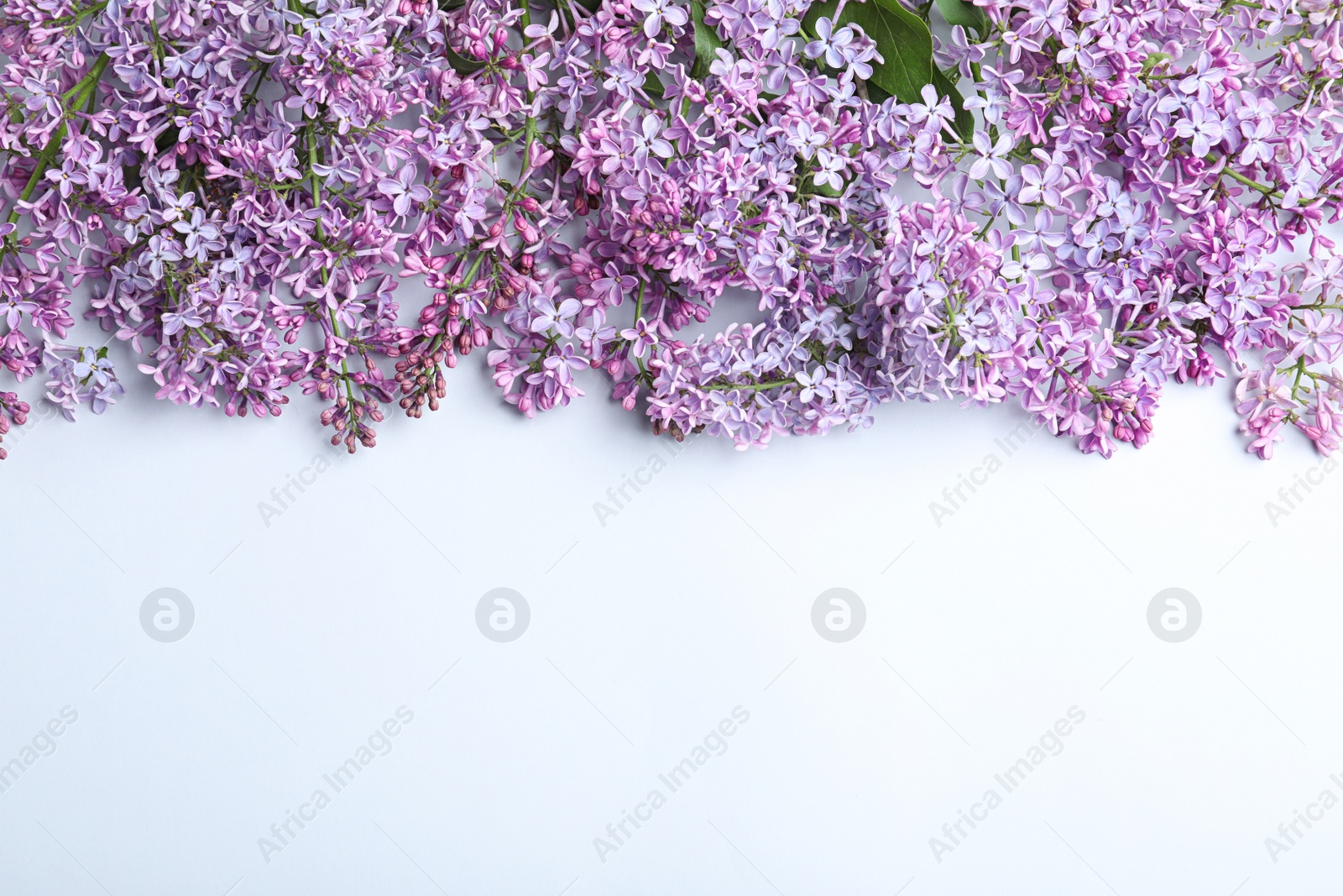 Photo of Blossoming lilac on light background, top view. Spring flowers