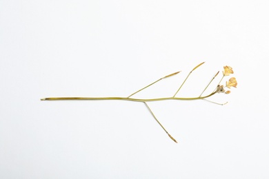 Wild dried meadow flower on white background, top view