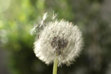 Photo of Beautiful dandelion flower on blurred green background, closeup