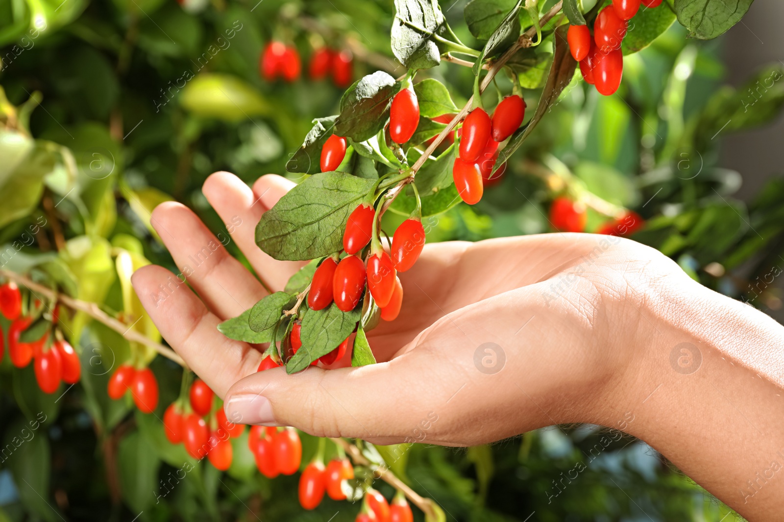 Photo of Woman holding branch with ripe fresh goji berries in garden, closeup