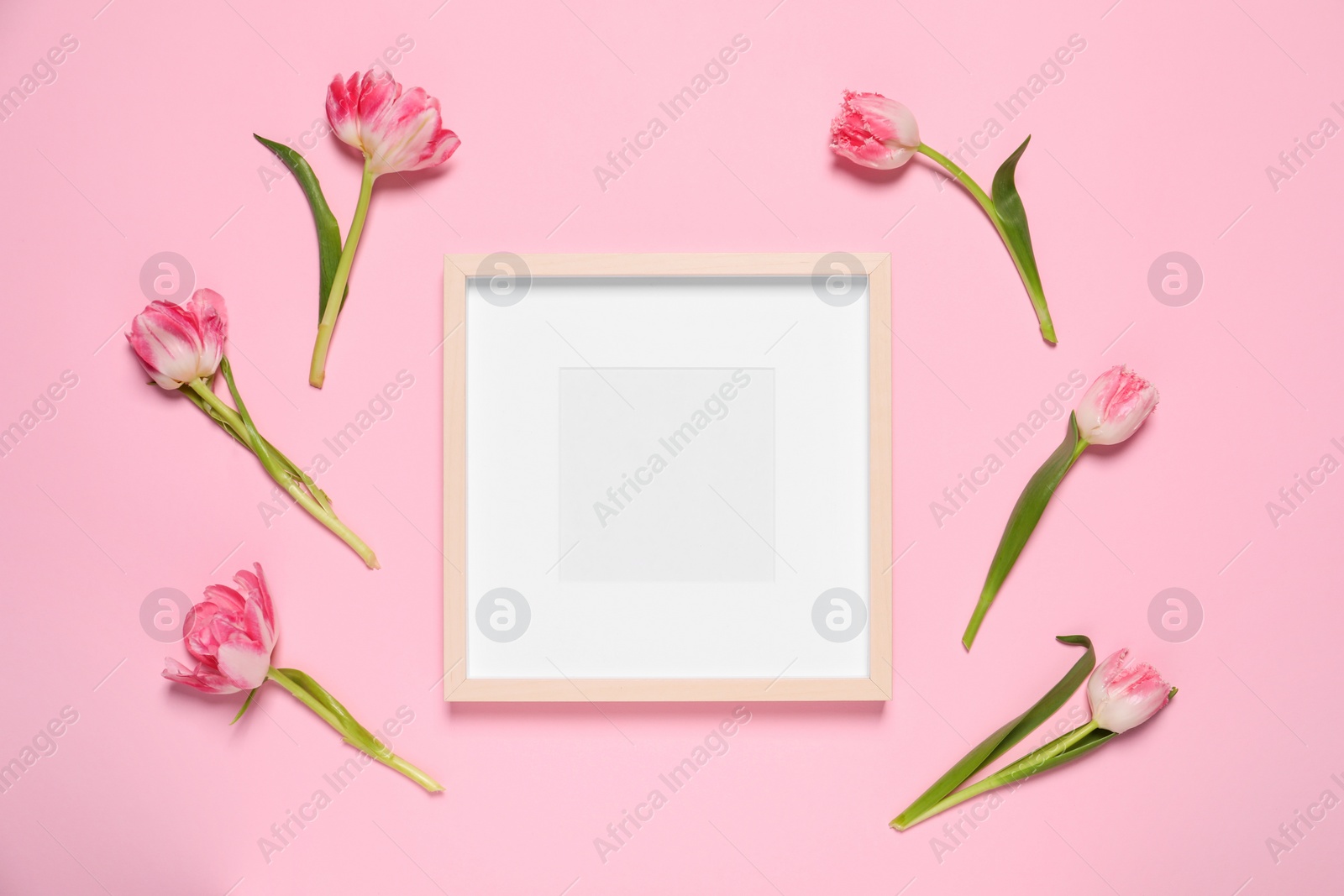 Photo of Empty photo frame and beautiful flowers on pink background, flat lay. Space for design