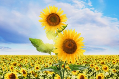 Image of Beautiful sunflowers in field under blue sky 