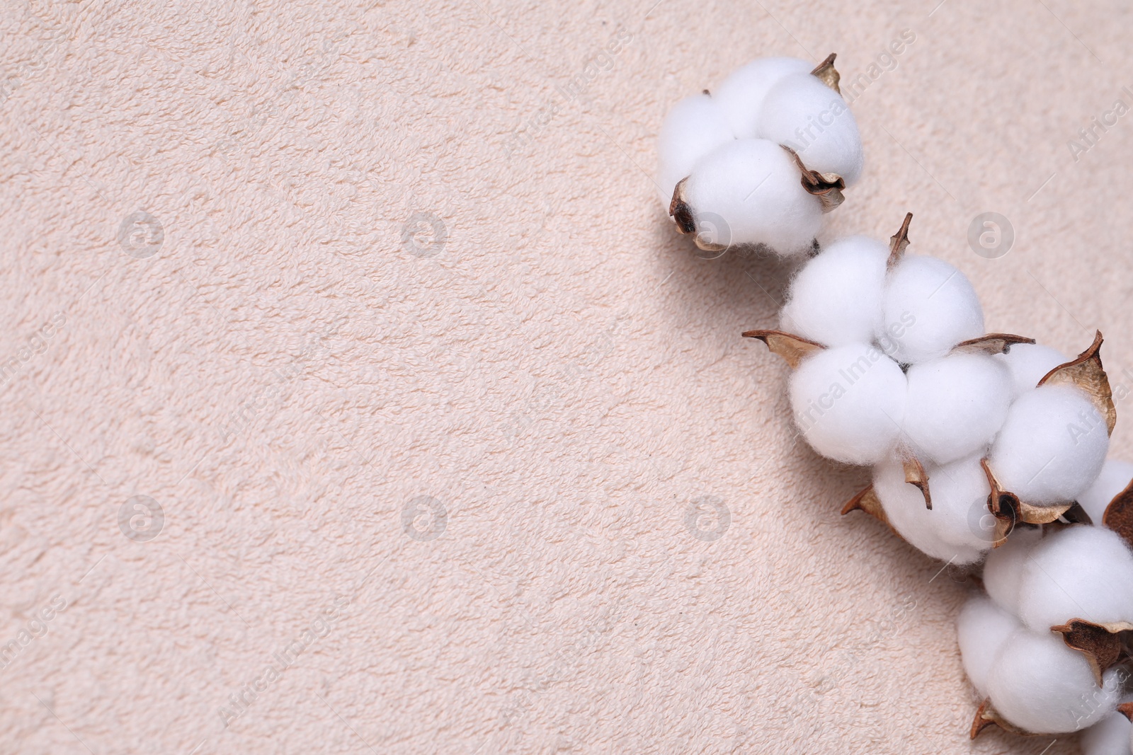 Photo of Cotton branch with fluffy flowers on beige terry towel, top view. Space for text