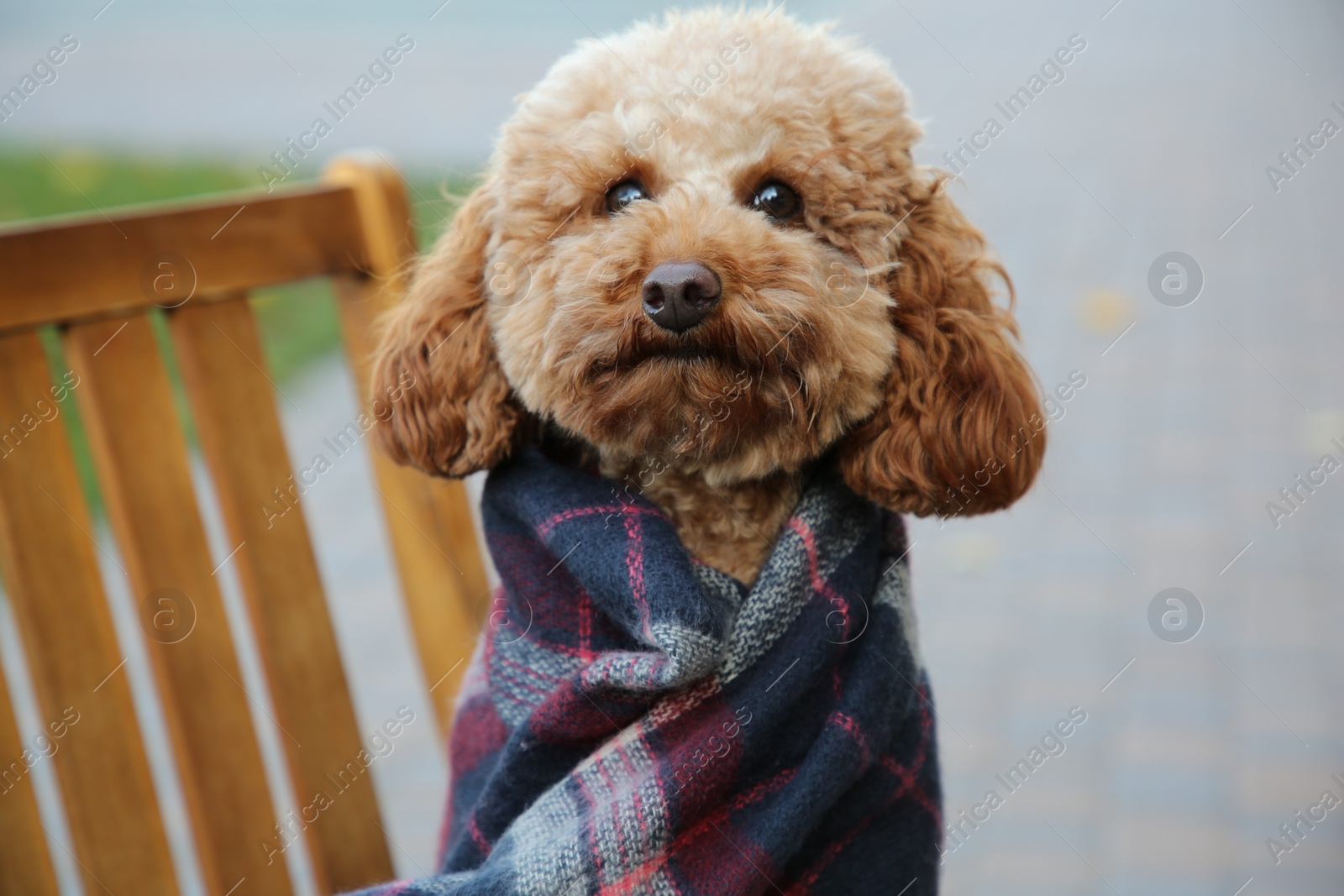 Photo of Cute fluffy dog wrapped in blanket on chair outdoors