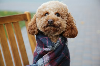 Cute fluffy dog wrapped in blanket on chair outdoors