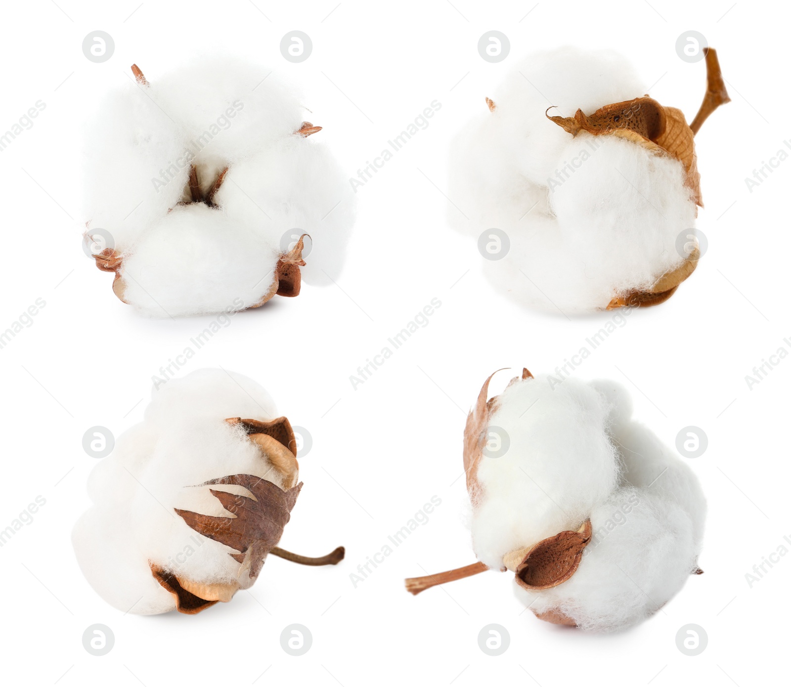 Image of Set with fluffy cotton flowers on white background