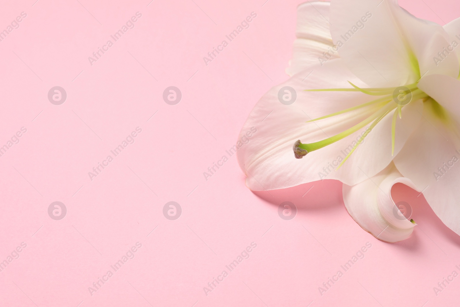 Photo of Beautiful white lily flower on pink background, closeup. Space for text