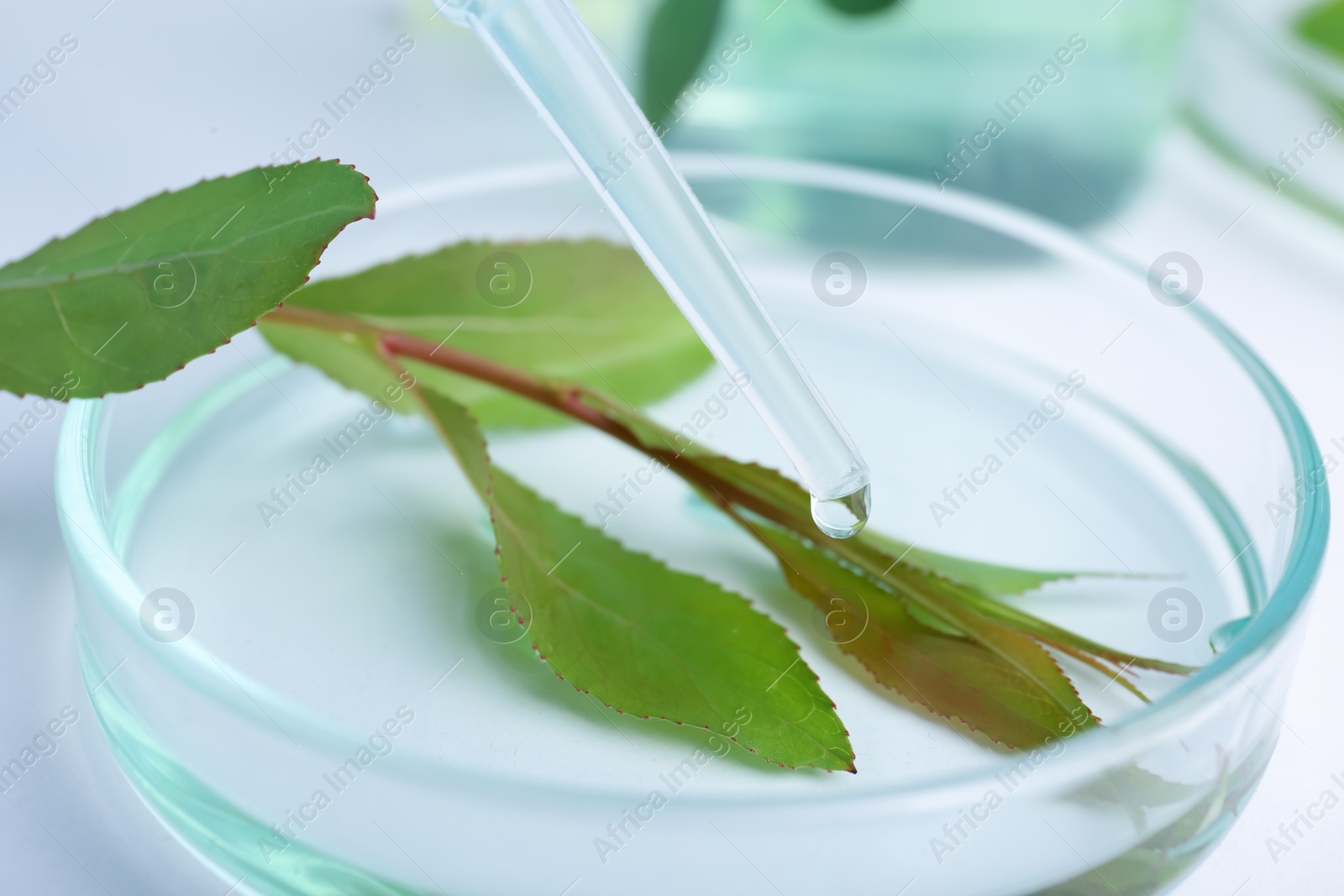 Photo of Dripping liquid from dropper onto petri dish with leaf on white table, closeup