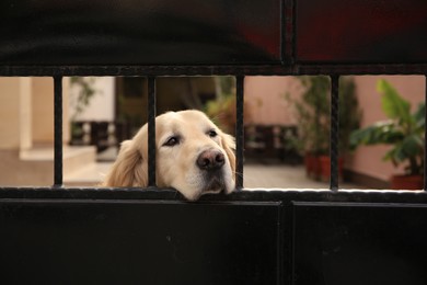 Adorable dog peeking out of metal fence outdoors