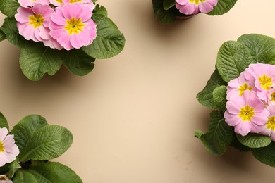 Photo of Frame of beautiful pink primula (primrose) flowers on beige background, flat lay with space for text. Spring blossom