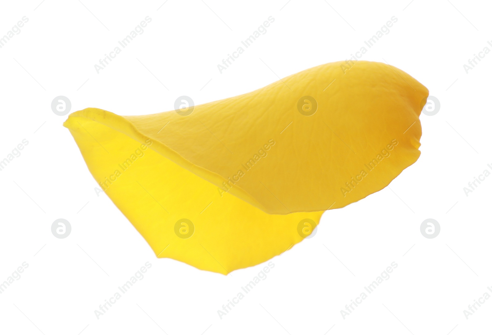 Photo of Beautiful yellow rose petal isolated on white