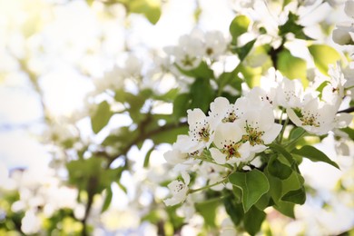 Photo of Beautiful blossoming pear tree outdoors on sunny day, closeup. Space for text