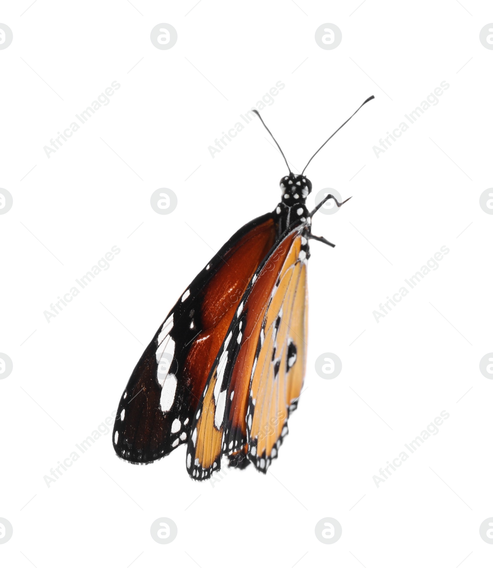 Photo of Beautiful painted lady butterfly isolated on white