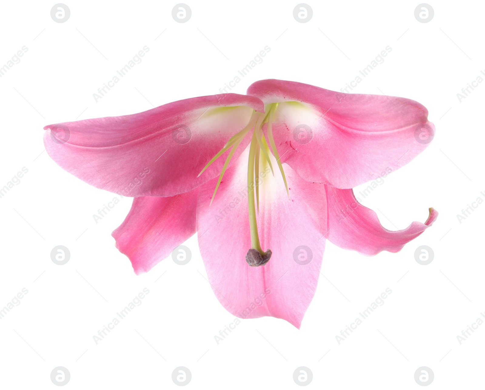 Photo of Beautiful pink lily flower isolated on white