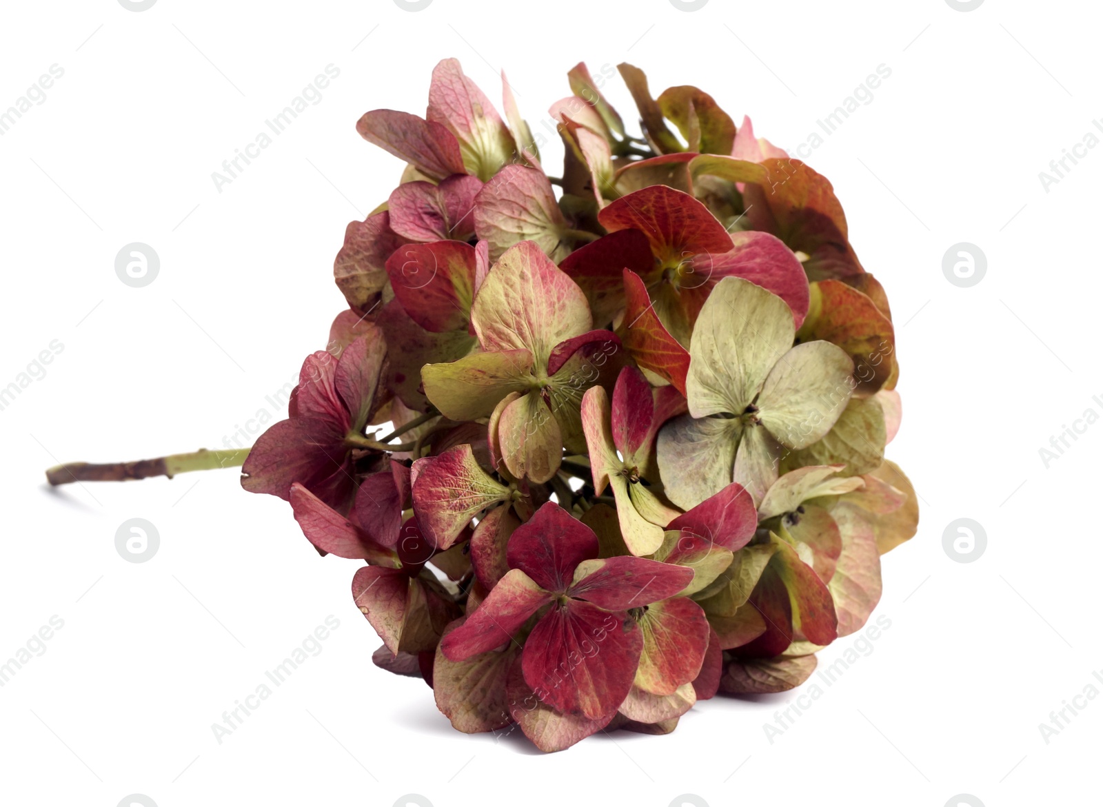 Photo of Branch of beautiful blooming hortensia isolated on white