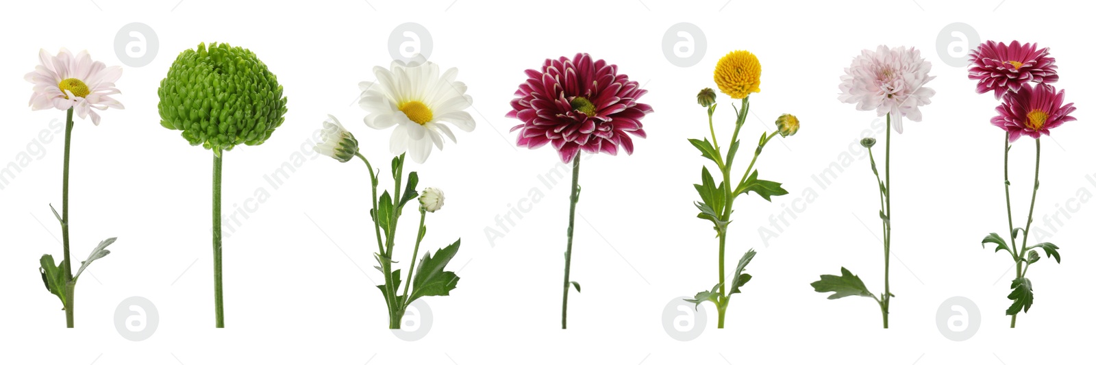 Image of Set with different beautiful chrysanthemum flowers on white background. Banner design