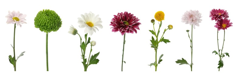 Image of Set with different beautiful chrysanthemum flowers on white background. Banner design