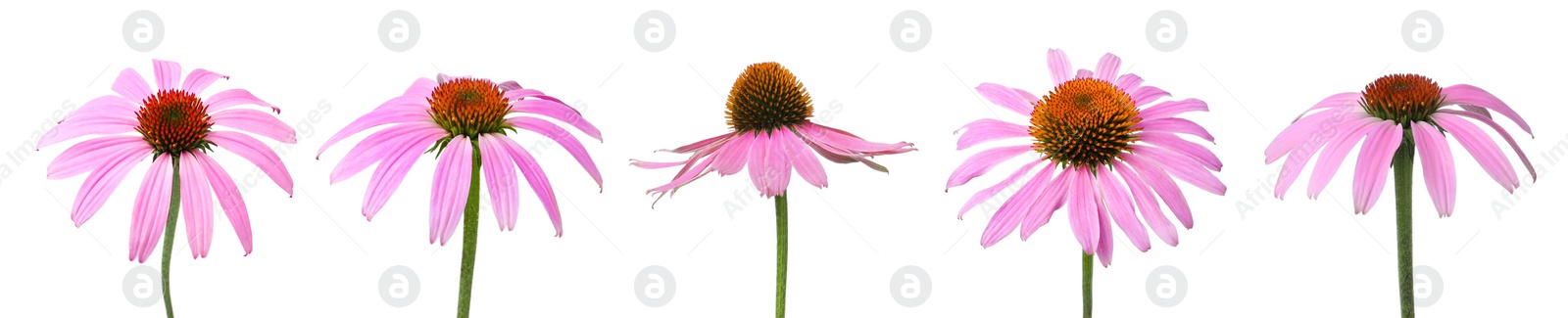 Image of Set with beautiful echinacea flowers on white background. Banner design