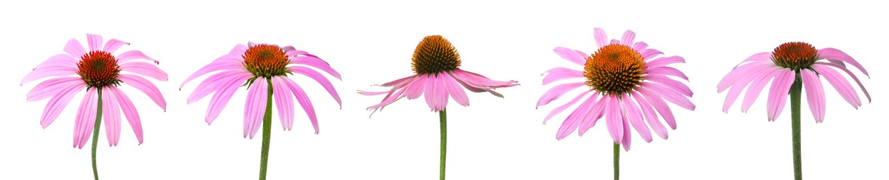 Set with beautiful echinacea flowers on white background. Banner design