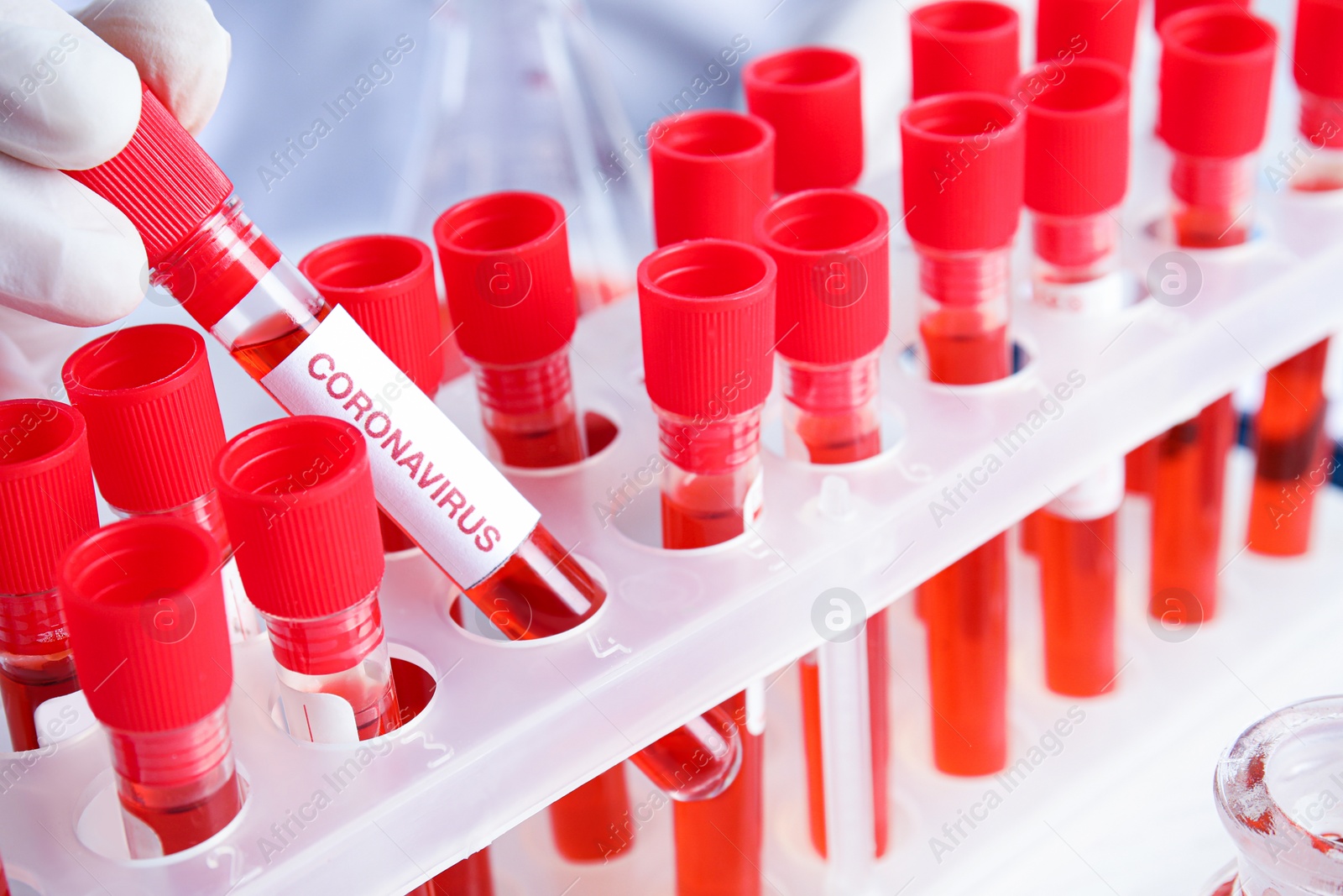 Photo of Scientist taking test tube with blood sample and label CORONA VIRUS from rack in laboratory, closeup