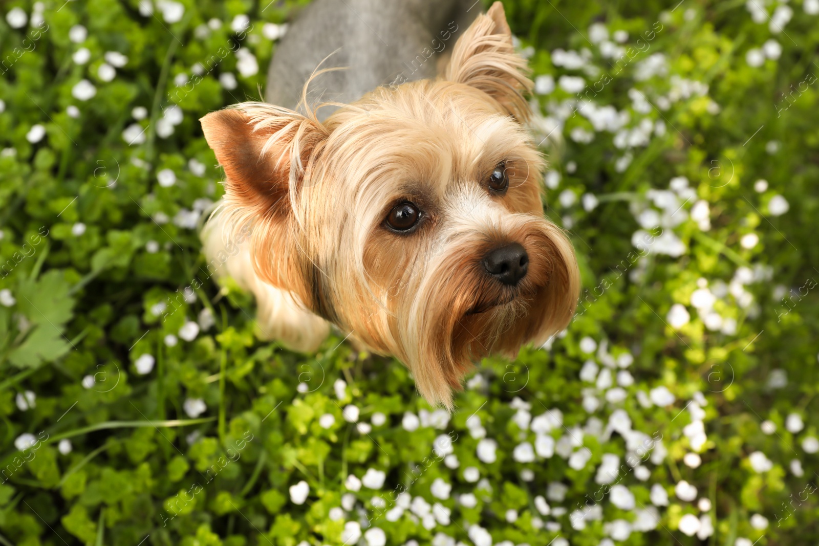 Photo of Cute Yorkshire terrier among wildflowers in meadow on spring day