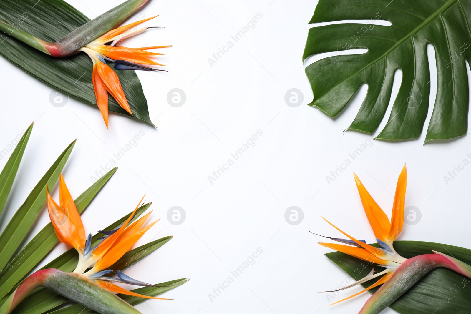 Photo of Bird of Paradise tropical flowers on white background, top view