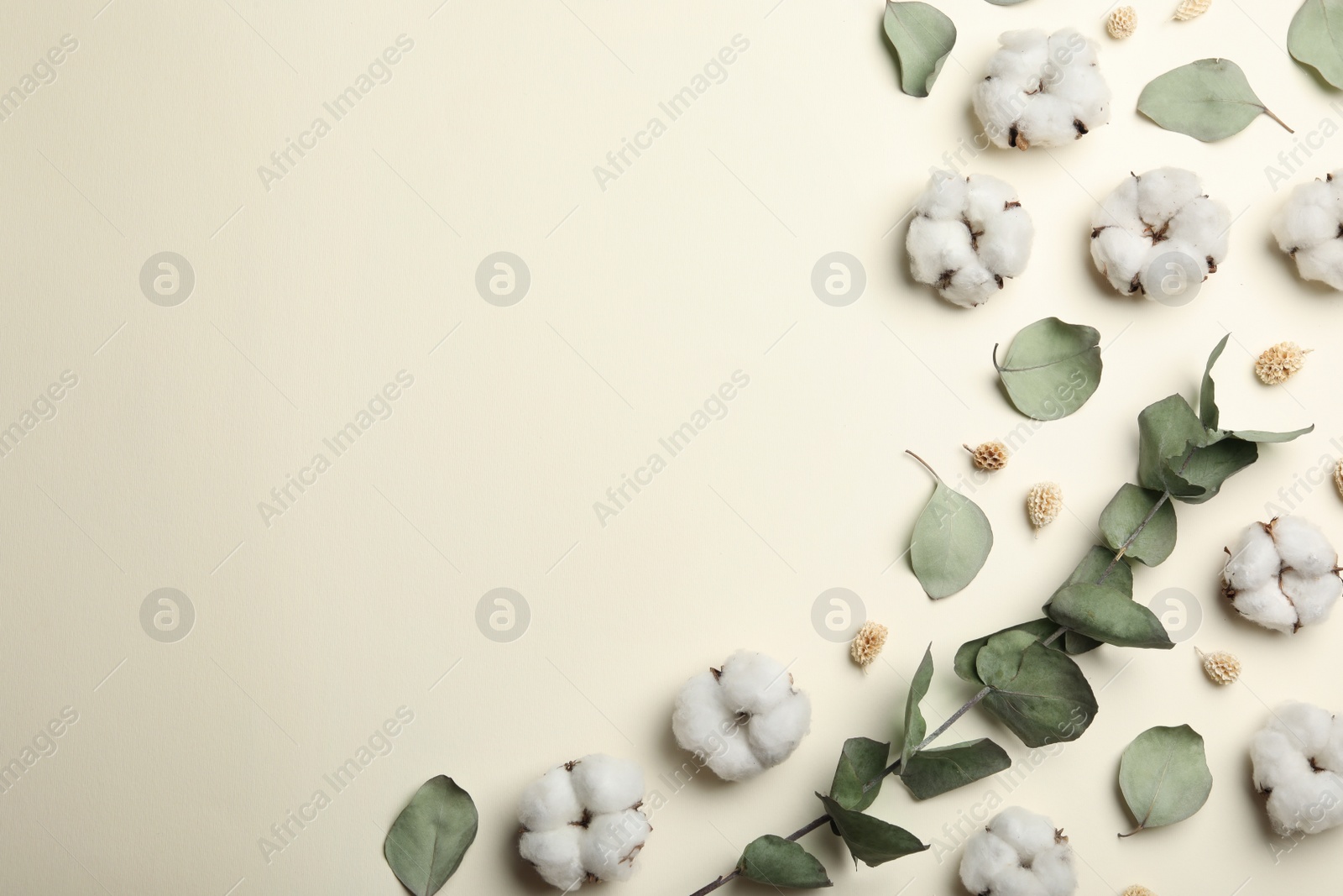 Photo of Flat lay composition with cotton flowers on beige background, space for text
