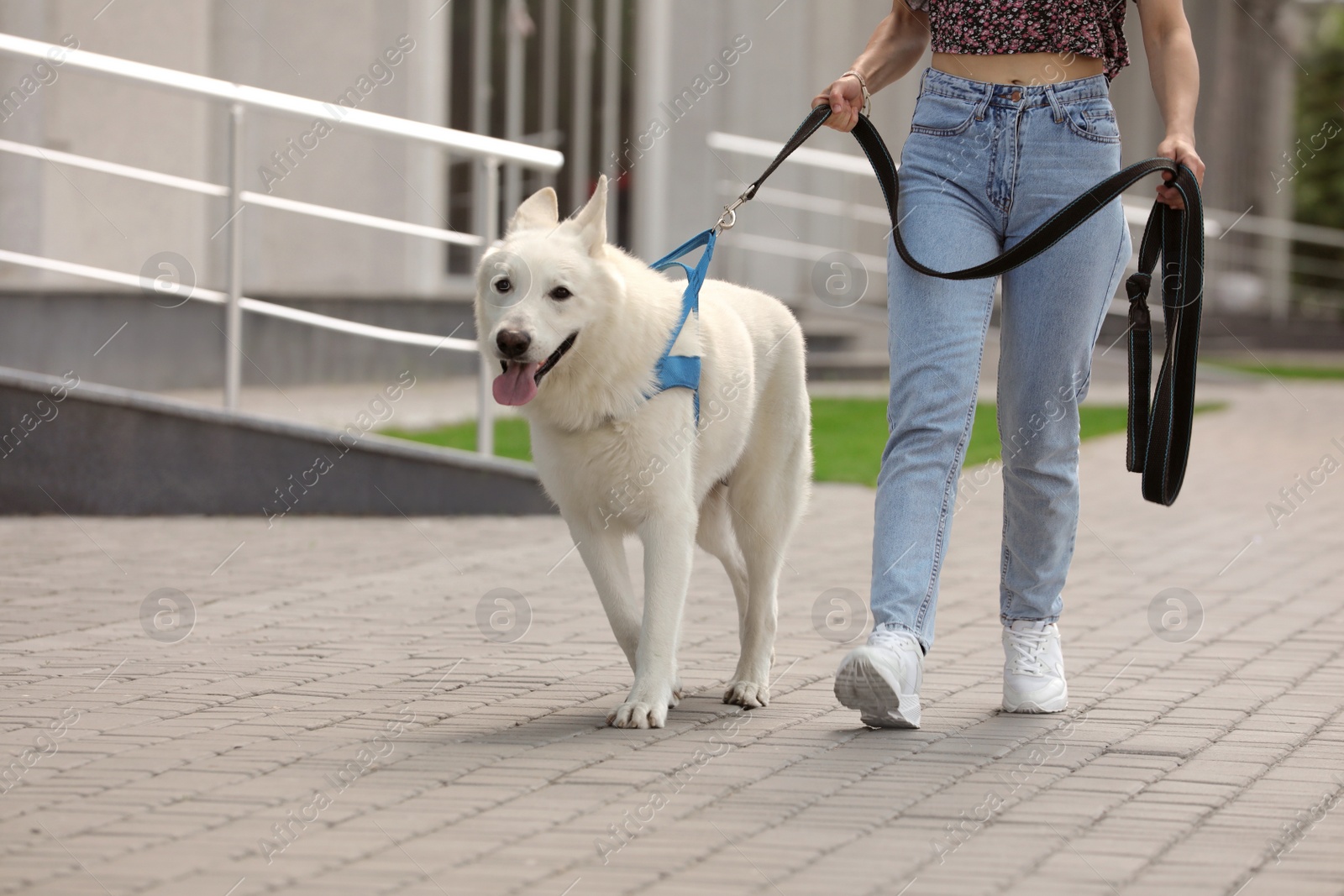 Photo of Young woman with her white Swiss Shepherd dog walking on city street, closeup