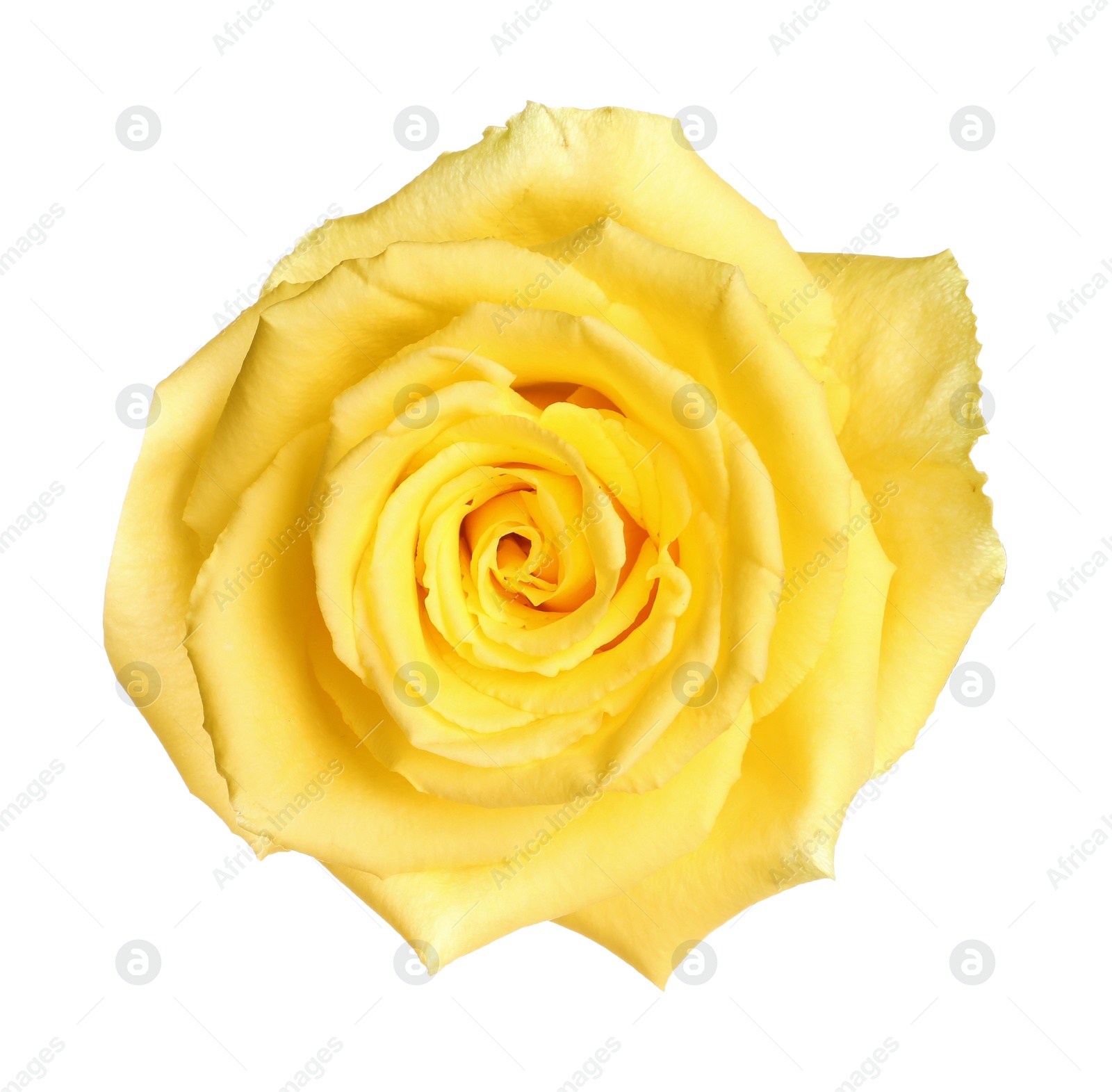 Photo of Beautiful fresh yellow rose isolated on white