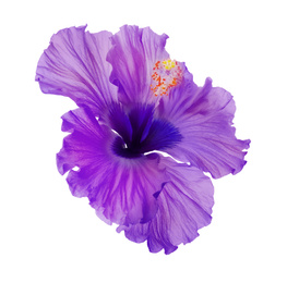 Beautiful tropical hibiscus flower isolated on white 