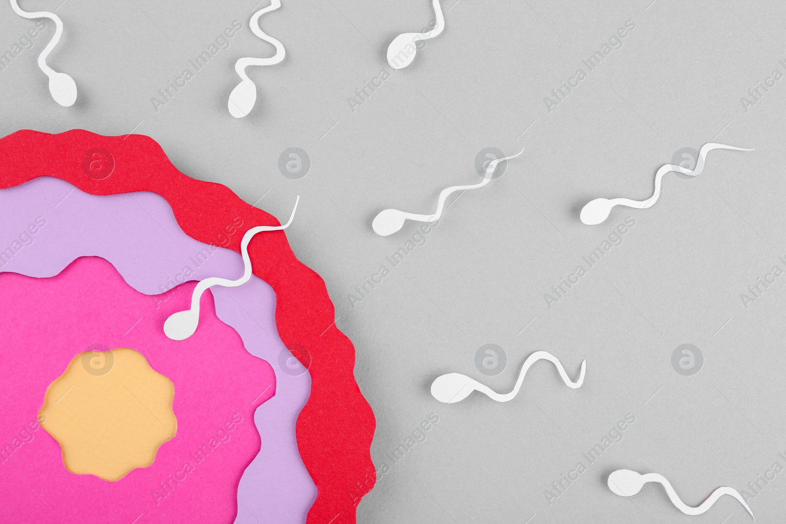 Photo of Fertilization concept. Sperm cells swimming towards egg cell on gray background, top view