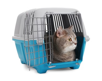 Photo of Travel with pet. Cute cat in carrier on white background