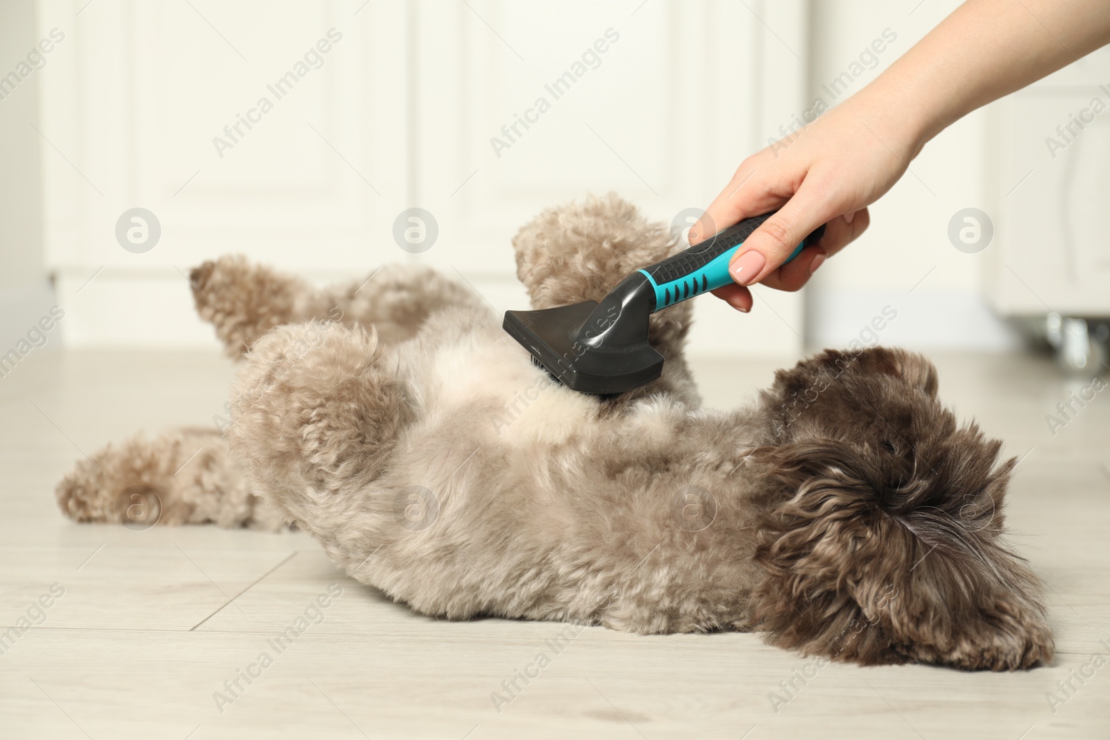 Photo of Woman brushing cute Maltipoo dog indoors, closeup. Lovely pet