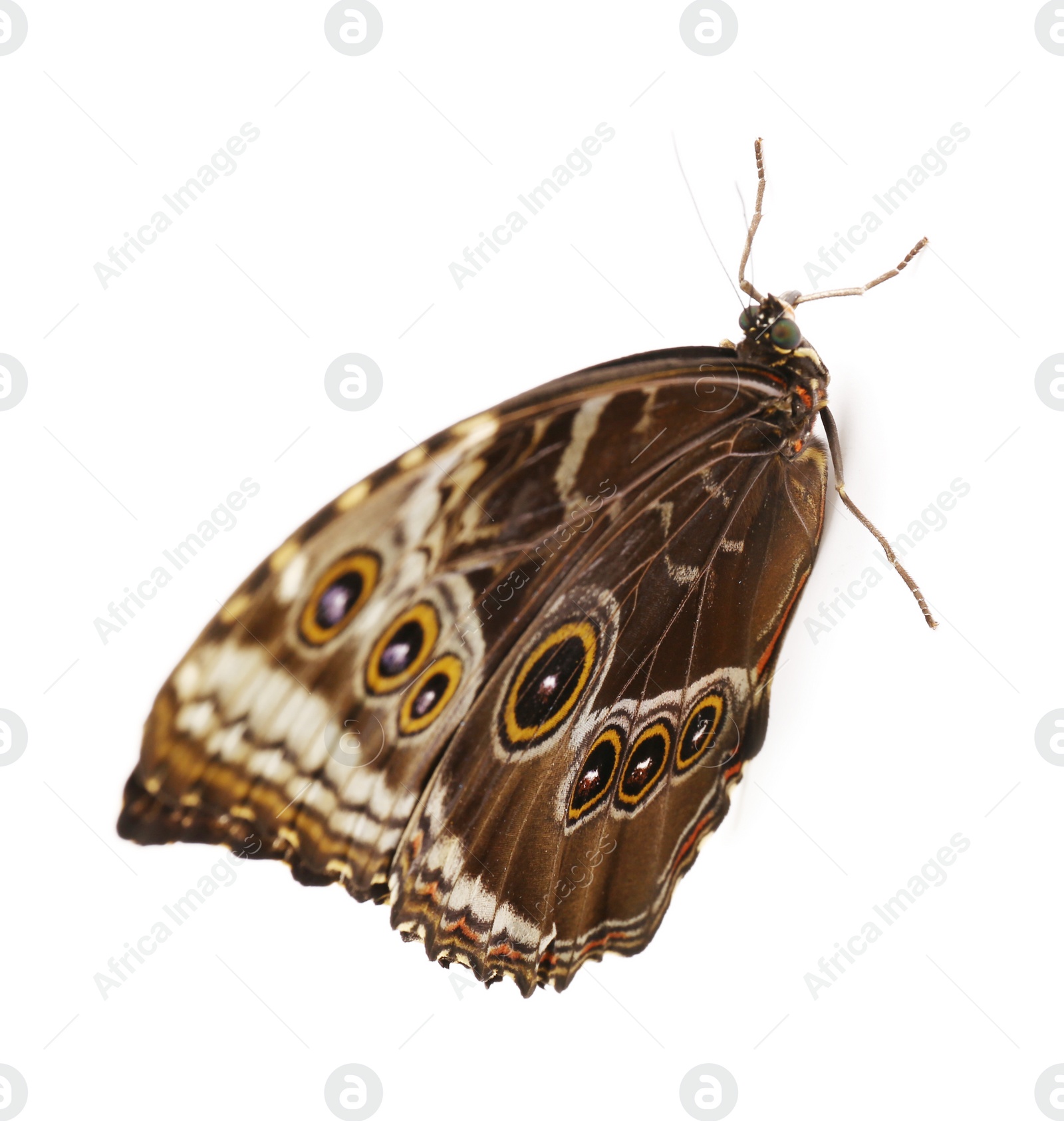 Photo of Beautiful Blue Morpho butterfly on white background