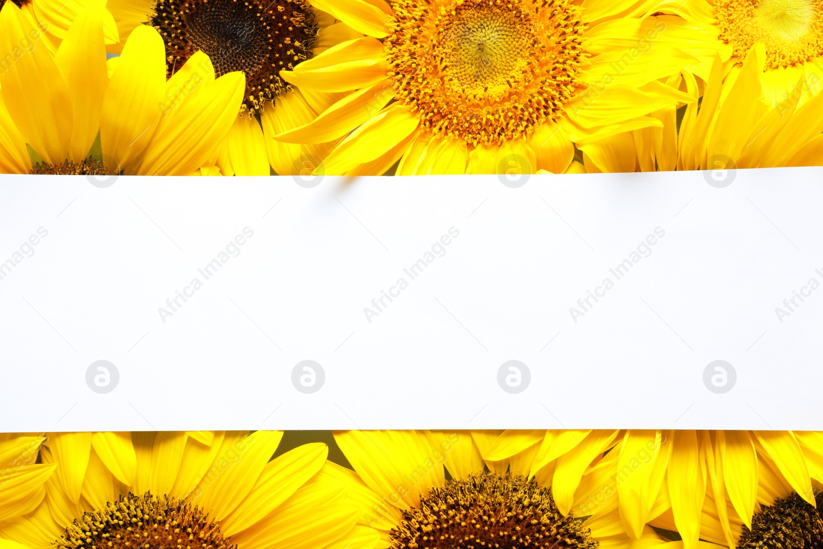 Photo of Beautiful bright sunflowers and card as color background