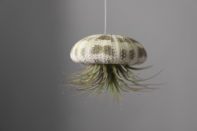 Photo of Tillandsia plant hanging on grey background. House decor