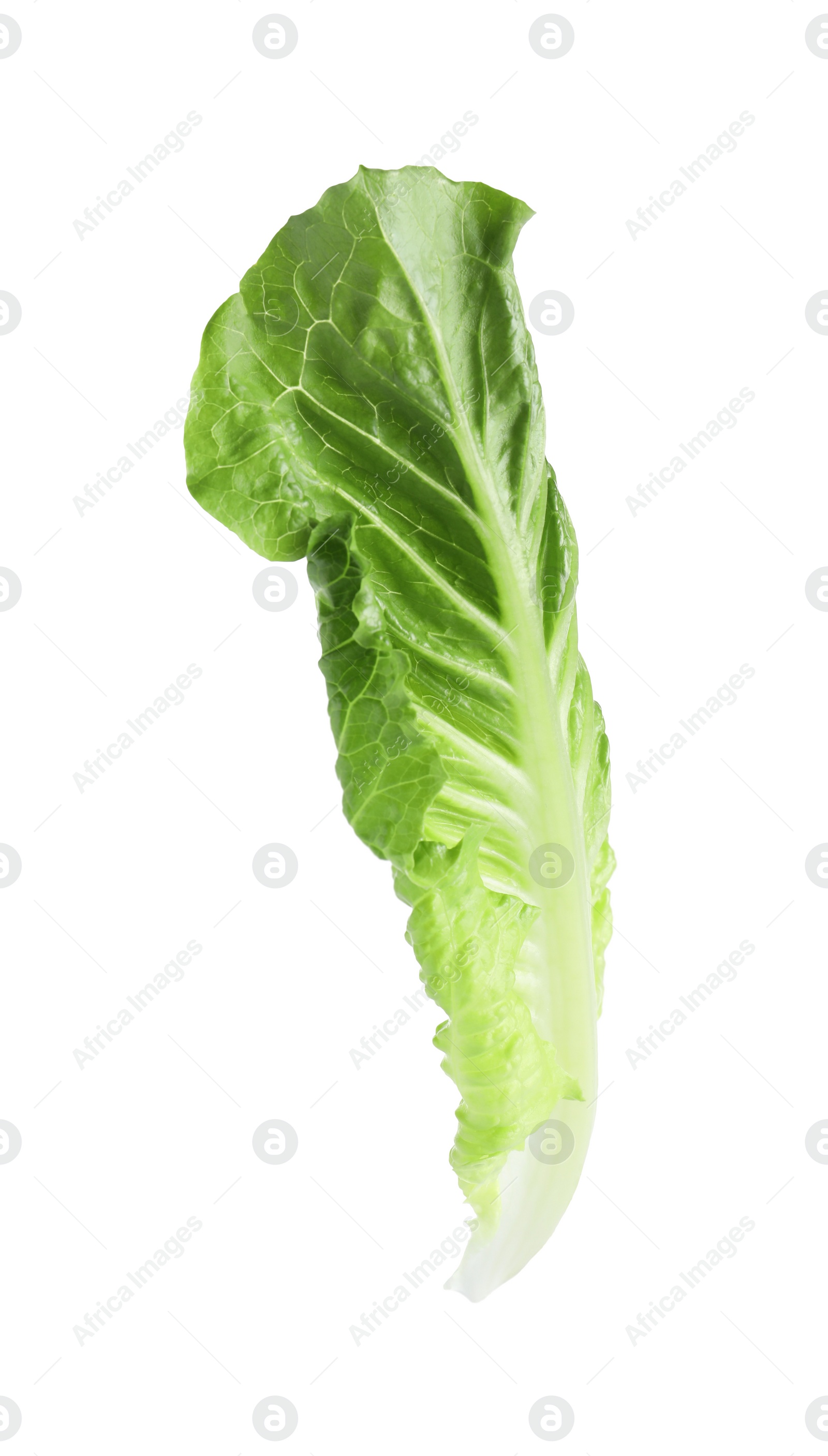 Photo of Fresh leaf of green romaine lettuce isolated on white