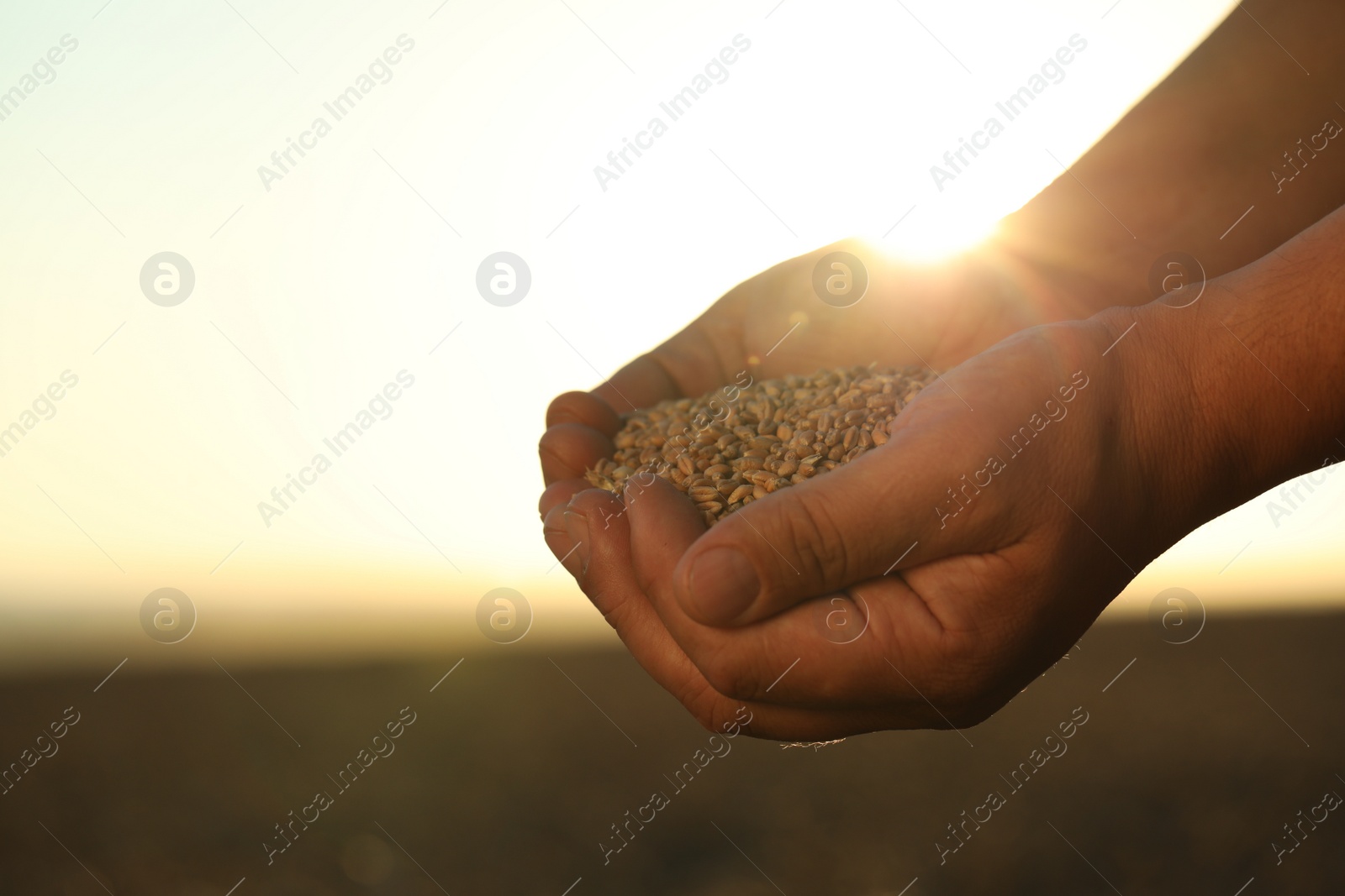 Photo of Man holding handful of wheat grains in field on sunny day, closeup