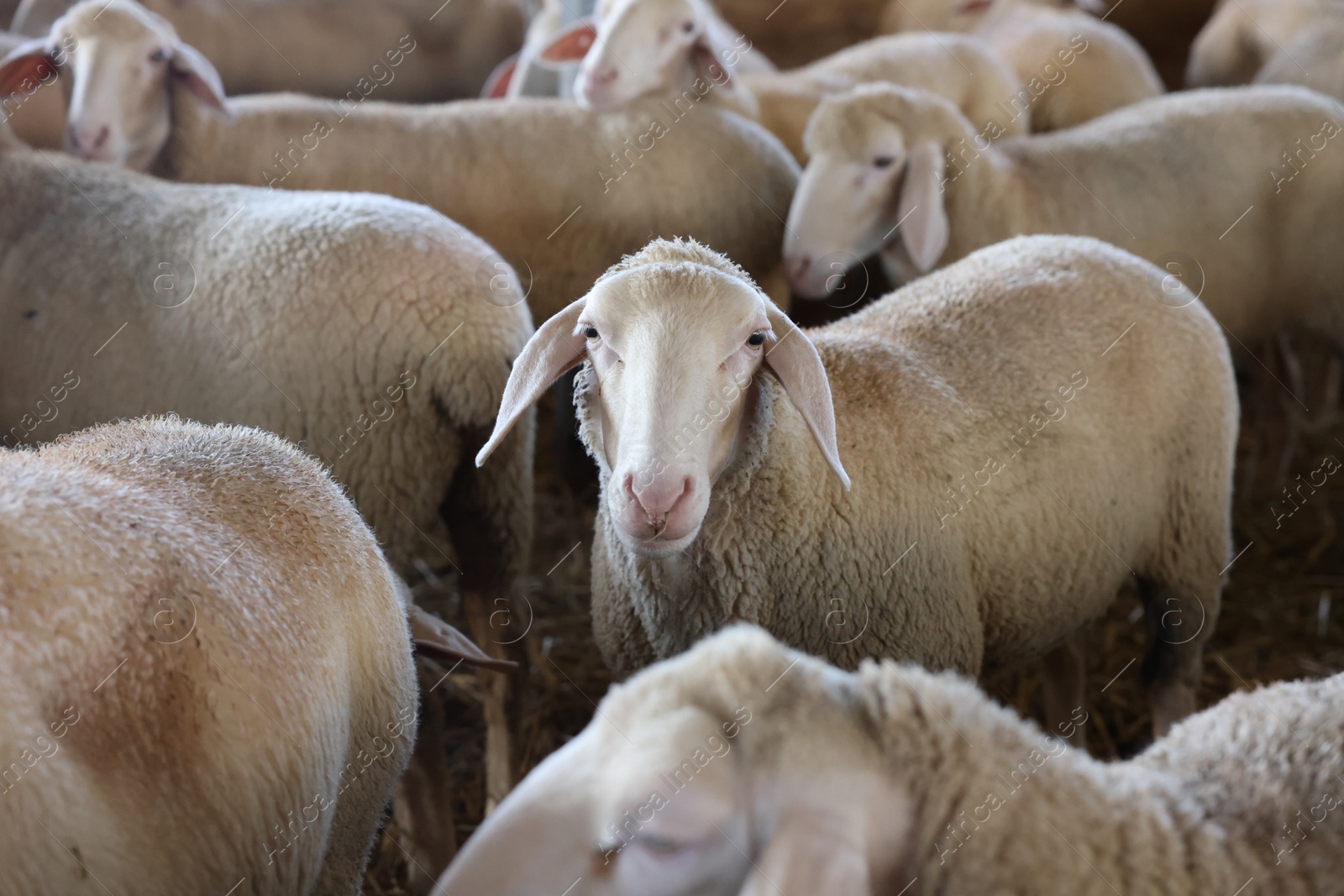 Photo of Many sheep in barn on farm. Cute animals