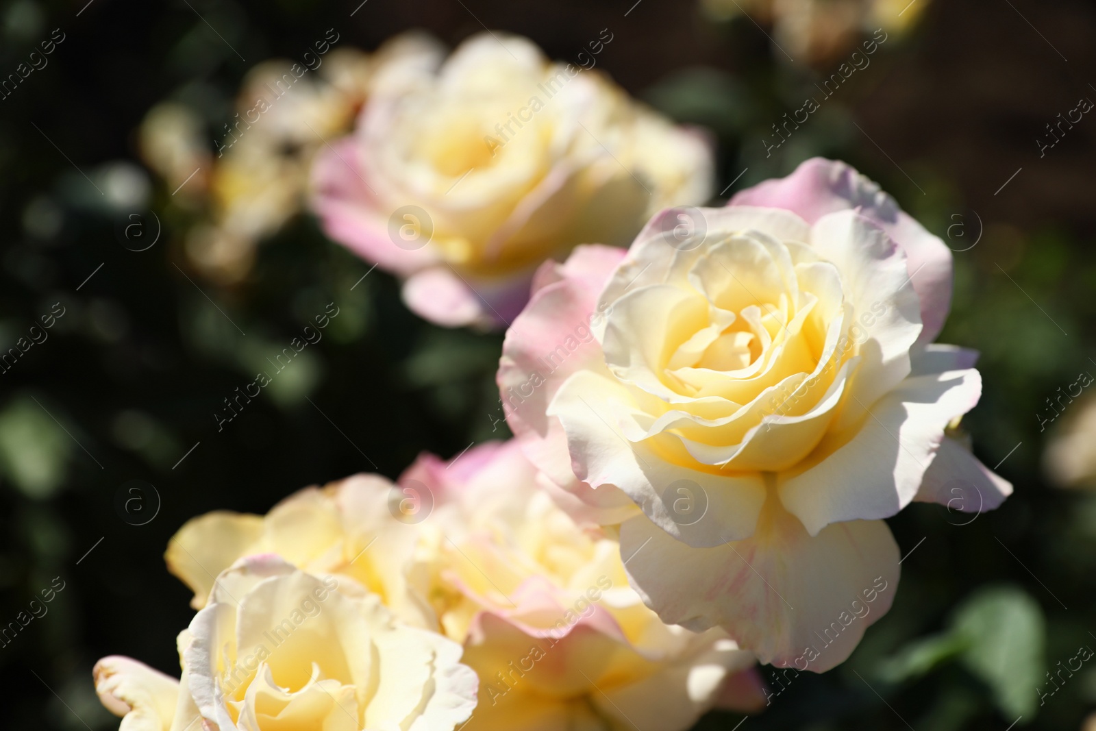 Photo of Green bush with beautiful roses in blooming garden on sunny day