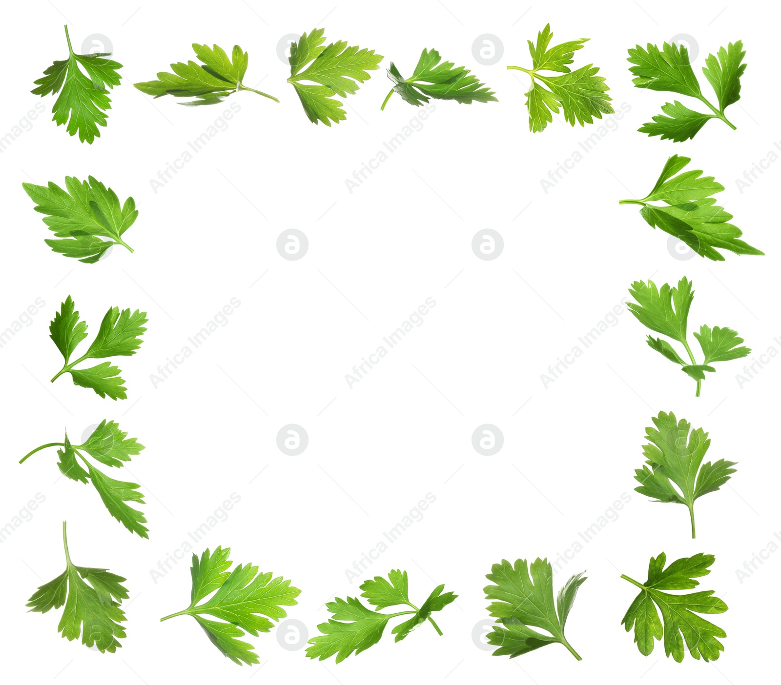 Image of Frame of green parsley on white background