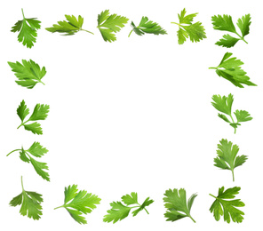 Frame of green parsley on white background