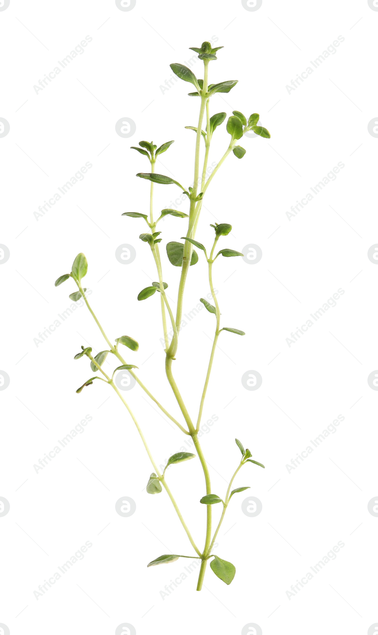 Photo of Aromatic green marjoram sprig isolated on white. Fresh herb