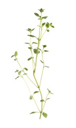 Aromatic green marjoram sprig isolated on white. Fresh herb