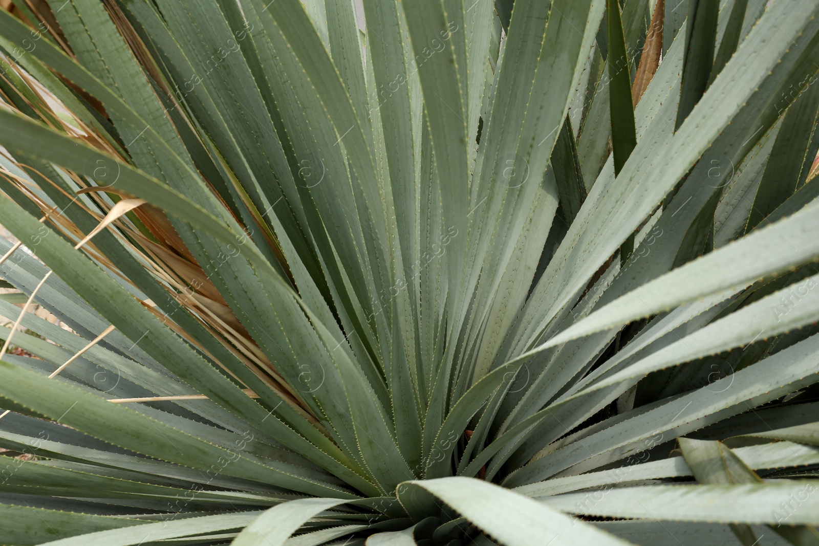 Photo of Beautiful green agave plant growing outdoors, closeup