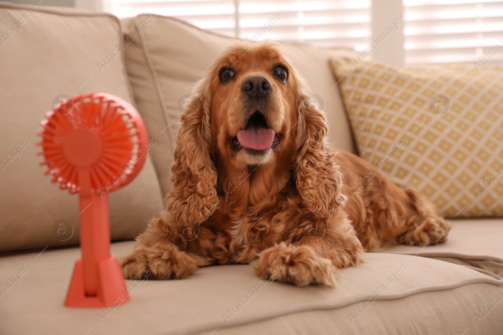 Photo of English Cocker Spaniel enjoying air flow from fan on sofa indoors. Summer heat